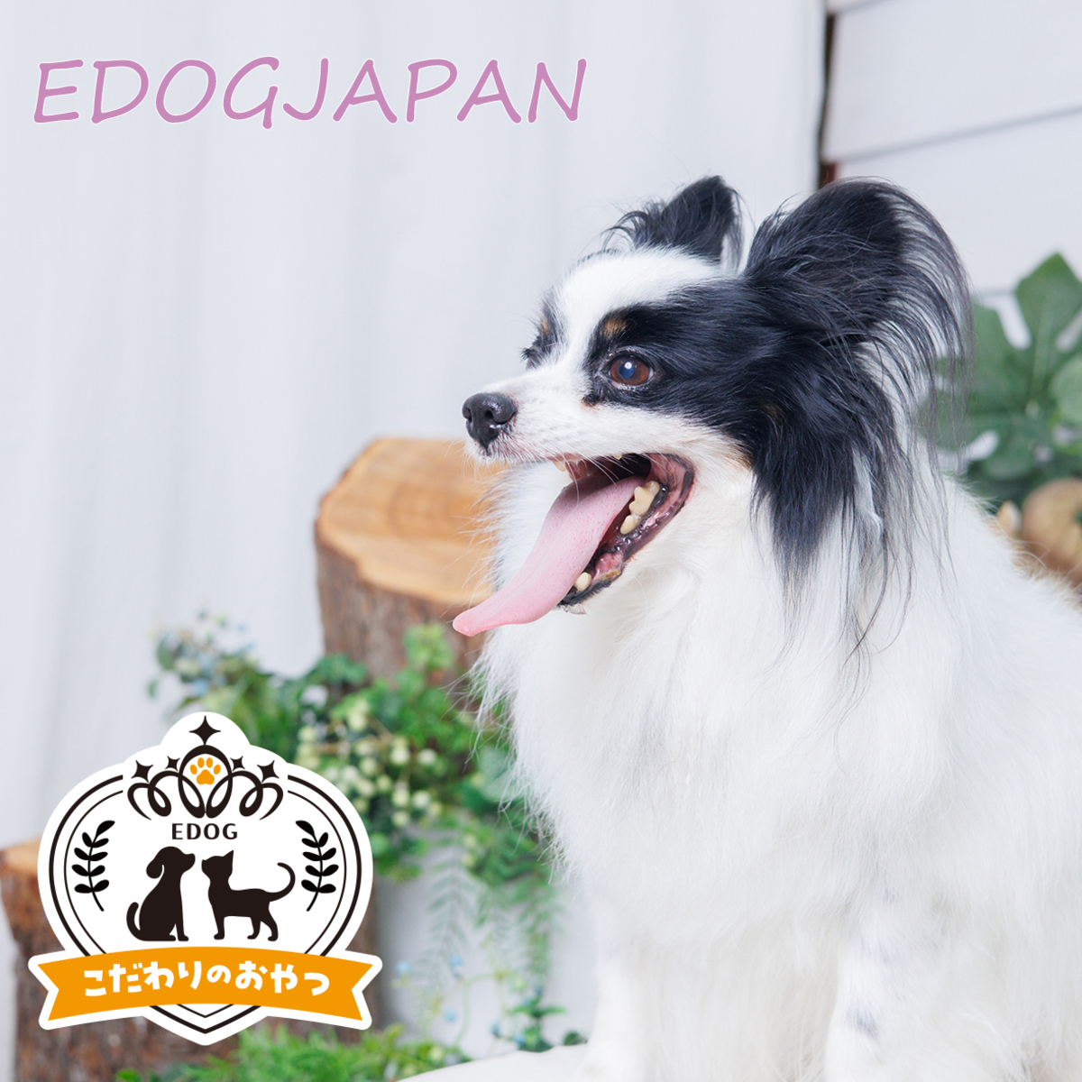 株式会社EDOGJAPAN