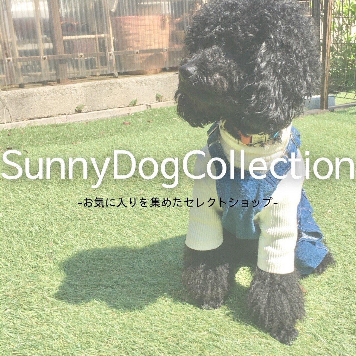 SunnyDogCollection