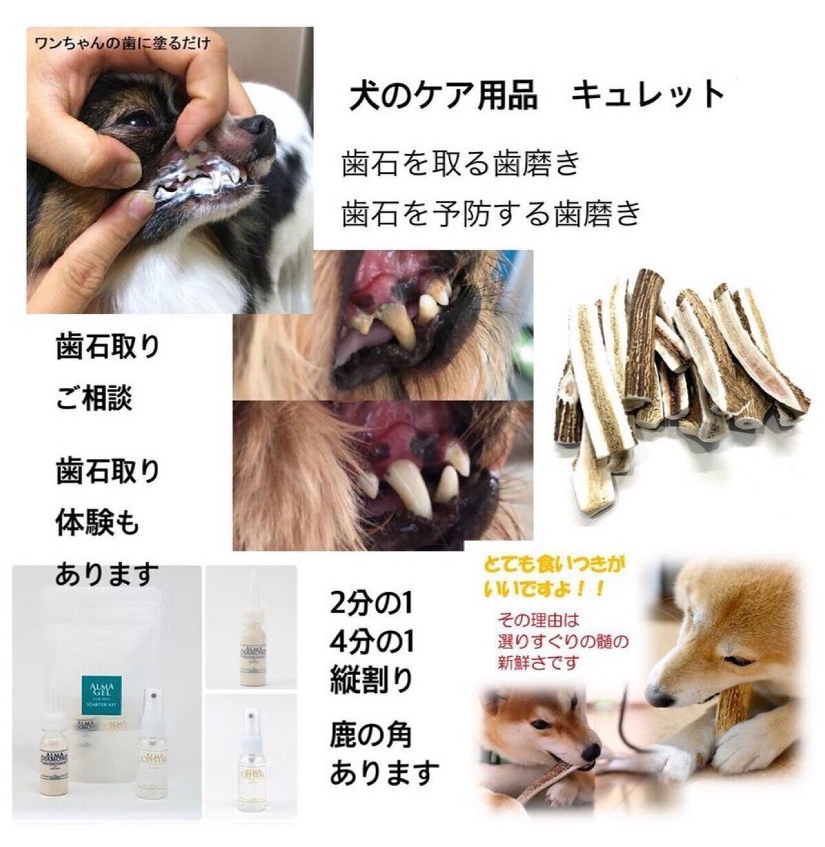 犬のケア用品　キュレット